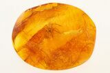 Detailed Fossil Tube-Dwelling Spider (Segestriidae) In Baltic Amber #272664-1
